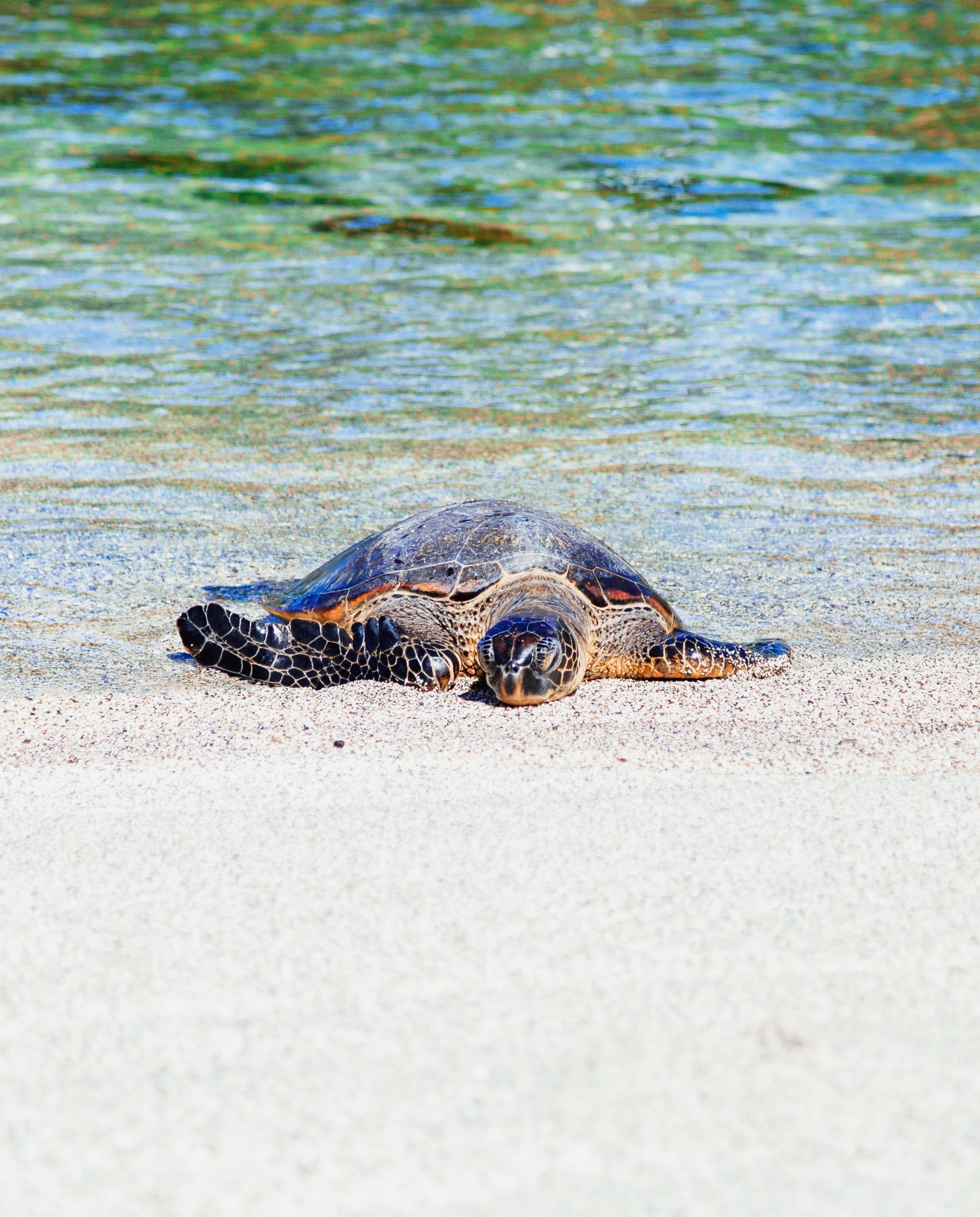 Picture of a sea turtle on the sand of a beach.